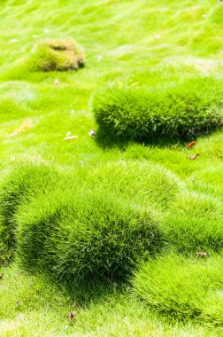 Vibrant and juicy clumps of Korean velvet grass Zoysia tenuifolia or zoysiagrass clipart