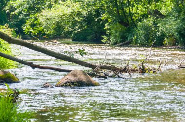 Kayalar, kayalar ve ormanın içinden akan nehir yolda düşen ağaçlar