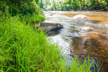 Orman nehir kıyısında büyüyen sulu çimen sapları