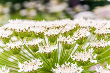 Makro çekim çiçek beyaz Pimpinella Saxifraga veya burnet-saxifrage çiçek bitki
