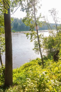 Güneşli bir gün, sulu çim Neris Milli Park orman nehirde akan ağaçları büyüyor,