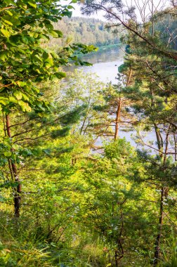 Orman manzara sahne, kıyı ağaçların dalları sayesinde nehir kanalları akan