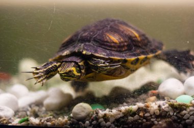 Akvaryum yüzme havuz kaymak Trachemys Scripta kaplumbağa portresi