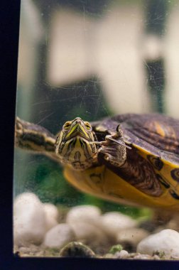 Akvaryum yüzme havuz kaymak Trachemys Scripta kaplumbağa portresi