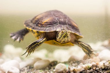 Akvaryum yüzme havuz kaymak Trachemys Scripta kaplumbağa portresi