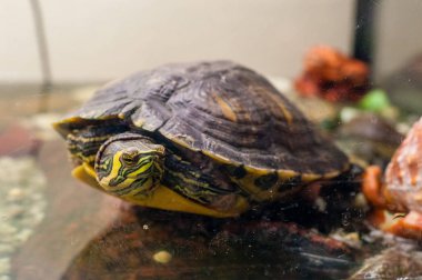 Akvaryum içinde oturan gölet kaymak Trachemys Scripta kaplumbağa portresi