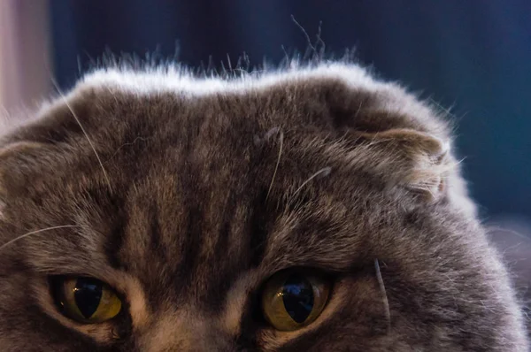 Σοβαρή Ψάχνει Scottish Διπλώνετε Αρσενική Γάτα Μάτια Γκρο Πλαν — Φωτογραφία Αρχείου