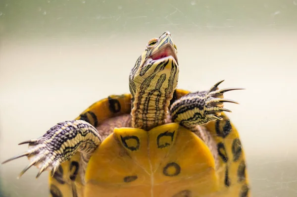 Portrait Pond Slider Trachemys Scripta Tortue Debout Dans Aquarium Ressemble — Photo