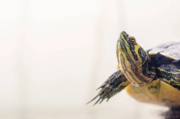 Portrait Trachemys Scripta Tortue Assise Dans Aquarium — Photo