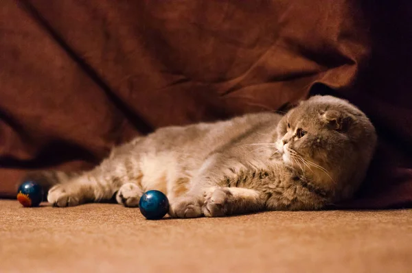 Escocês Orelhas Dobradas Gato Macho Deitado Chão — Fotografia de Stock