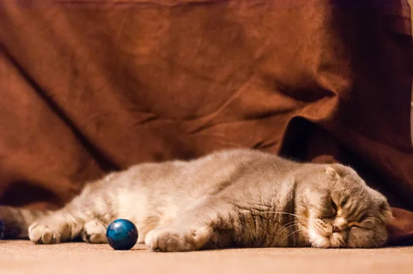 Σκωτσέζικο Διπλωμένα Αυτιά Αρσενική Γάτα Ξαπλωμένη Στο Πάτωμα — Φωτογραφία Αρχείου