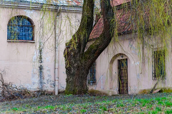 Énorme Saule Aux Branches Fantastiques Poussant Sur Arrière Cour Église — Photo