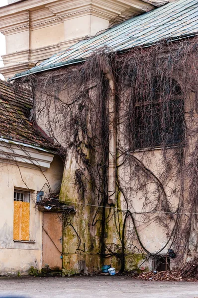 Voll Bewachsenes Fassadenbogenfenster Mit Wilder Weinrebe Traubenpflanze Gruselig Kahle Äste — Stockfoto