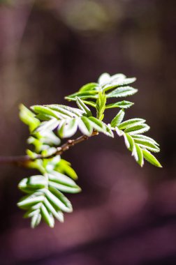 Genç rowan ağacı dalı yeni büyüyen ile bahar ormanda bırakır