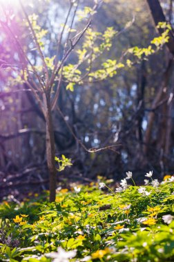 Çiçek açan Anemone Nemorosa beyaz çiçekler erken bahar orman içinde büyüyen grubu