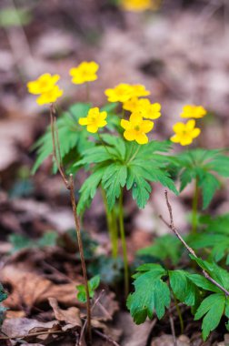 Çiçek açan Anemone Ranunculoides veya sarı ahşap anemone çiçekler erken bahar orman içinde büyüyen grubu