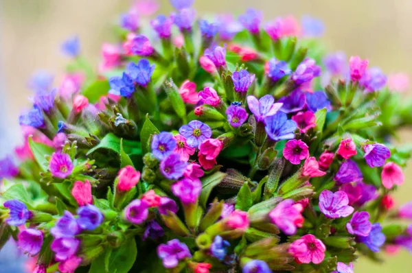 Ramo Pulmonaria Lungwort Multicolor Azul Magenta Flores Florecientes Rojas Púrpuras — Foto de Stock