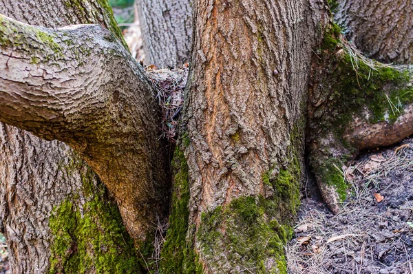 Grupo Familiar Vários Troncos Uma Árvore Floresta — Fotografia de Stock