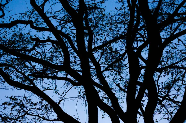 Azul Noite Céu Luz Baixo Através Árvore Tilia Ramos Silhuetas — Fotografia de Stock