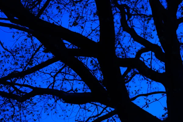Luce Blu Del Cielo Notturno Dal Soffietto Attraverso Silhouette Dei — Foto Stock