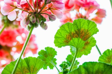 Canlı kırmızı pembe tomurcukları ve çok renkli yeşil yaprakları çiçek açan Sardunya Sardunya çiçek bitki yağmur sonra feryat