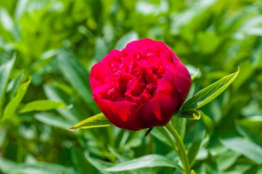 Tomurcuk çiçek açan güzel Şakayık Çiçeği kırmızı makro yakın çekim