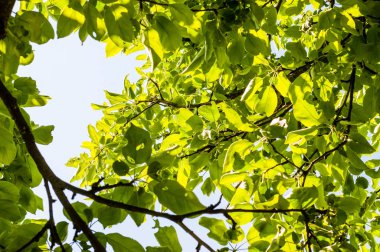 Güneş ışınları ile elma penetran taç dalları ve yaprakları ağaç