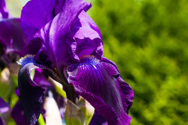 Macro Primer Plano Hermosa Flor Iris Púrpura Brote Floreciente Violeta — Foto de Stock