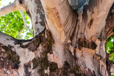 Kalın ve yaşlı Ficus Sycomorus çınar ağacı gövde kabuğu dokusu veya