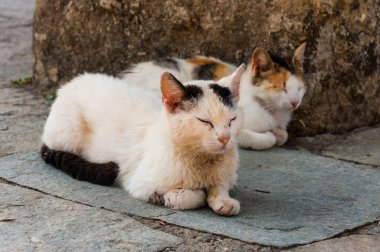 Sokak kedileri ile kapalı gözler açık havada yatan iki beyaz benekli