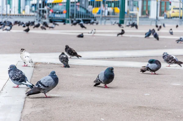 Group Doves Pigeons Birds Sitting Pavement Walkway Athens — Stock Photo, Image