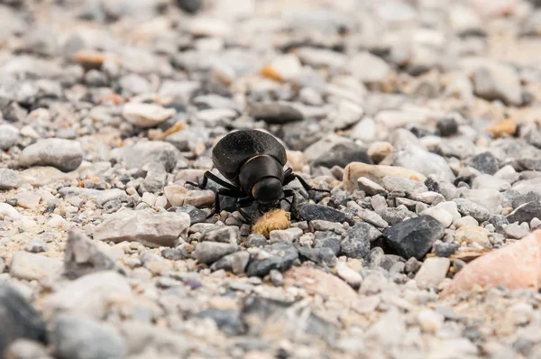 Grande Besouro Preto Comendo Pequenos Grãos Seixos Moídos — Fotografia de Stock