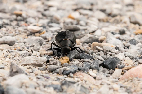 小石地面に小さな粒を食べて大きな黒い甲虫 — ストック写真