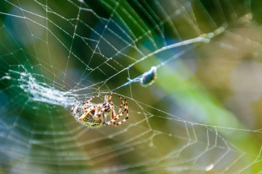 Örümcek Araneid bir av kendi spiderweb yakaladı ve web konu ile karışık