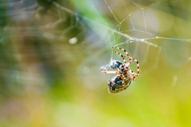 Örümcek Araneid bir av kendi spiderweb ve web konu ile kavga başlatma yakaladı