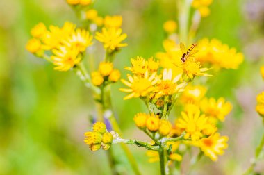 Makroyu görüntüleme küçük Hoverfly böcek sarı kır çiçeği çiçek açan oturan