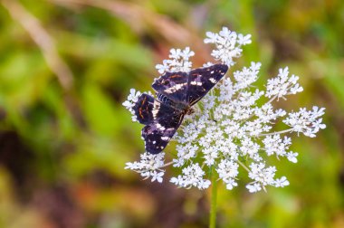 Kavak Amiral, Limenitis populi kelebek beyaz vahşi çiçek açan Pimpinella Saxifraga veya burnet-saxifrage çiçek üzerinde oturuyor. Alt familya Heliconiinae Nymphalidae ailesinin bir kelebek