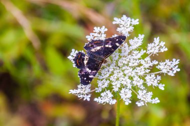 The poplar admiral, Limenitis populi butterfly sitting on white wild blooming Pimpinella Saxifraga or burnet-saxifrage flower. It is a butterfly in the subfamily Heliconiinae of the family Nymphalidae clipart