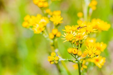 Sarı çiçek açan kır çiçekleri uçan küçük Hoverfly böcek makro görünümü
