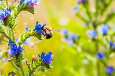 Worker bumblebee collecting nectar from wild blooming vibrant blue Echium vulgare, blueweed flower plants in the field clipart