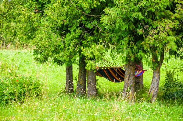 豊かな緑の常緑針葉樹の木々 の下に掛かっている居心地の良い森林草原の背景に鮮やかなカラフルなハンモック — ストック写真