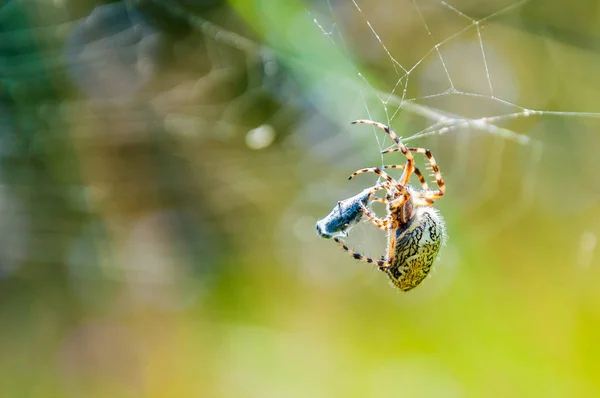 Araneid Atrapó Una Presa Telaraña Empezó Enredarla Con Los Hilos — Foto de Stock