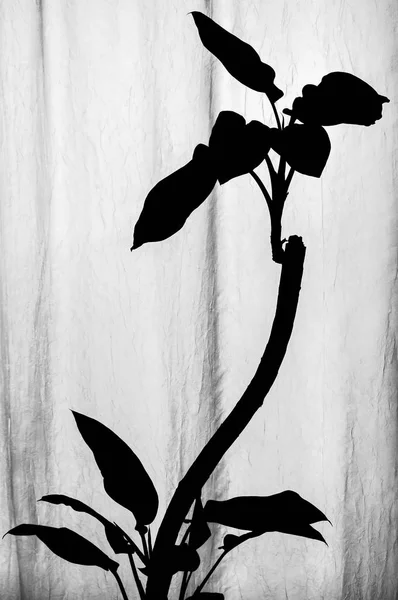 ディーフェンバッキア植物で 湾曲した幹と成長の下限と上限の黒と白のシルエット葉垂直波状の白い半透明のテクスチャの生地近くに立って後ろから自然光 — ストック写真