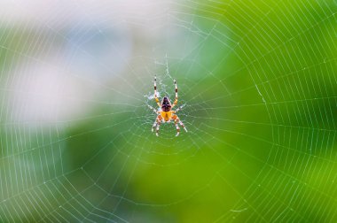 Sarı siyah Orb weaver örümcek Araneid böcek onun spiderweb doğal yeşil üzerinde oturan arka plan bulanık