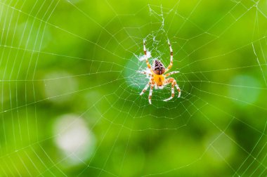 Sarı siyah Orb weaver örümcek Araneid böcek onun spiderweb doğal yeşil üzerinde oturan arka plan bulanık
