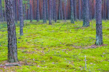 Şaşırtıcı herdem yeşil çam ağaçları orman canlı canlı yosunlu toprağa