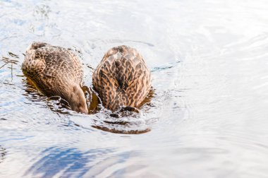 İki kahverengi ördek, kıyıya yakın gölde yiyecek yakalamak için dalış yapan ördek yavruları, beslenme zamanı. Anatidae familyasından su kuşları türü..