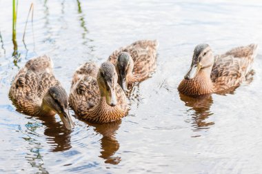 Grup Genç kahverengi ördek, ördek yavrusu birlikte göl kıyısına yakın yüzme beslenme zamanı. Su kuşları aile Anatidae su kuşları türler.