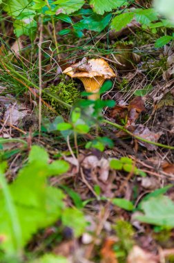 Cantharellus cibarius turuncu kızıl saçlı yenilebilir mantar ormanda büyüyor. Cantharellus cibarius, Cantharellus cinsinde bulunan bir altın chanterelle mantarı türüdür.