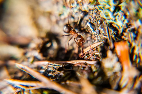 Forest Ant Motion Mossy Ground Surface — Stock Photo, Image